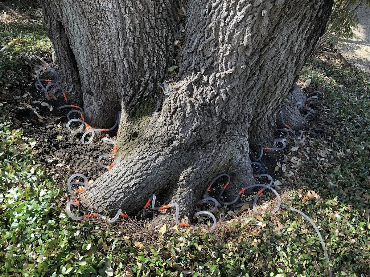 Detailed Tree Cabling and Bracing job site in Highland